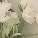 ↶[🤍]Pearl♡﹒﹕★﹒Shop
