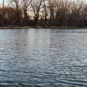 jellyfish renowned Discord server icon