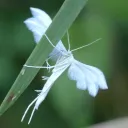🌿✩🌱 ▹ Insect Asylum