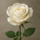 𝑬𝑽𝑶𝑳 🥀