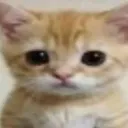 i fagrot Discord Server Icon