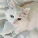 Parole de chat icon