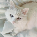 Parole de chat icon