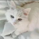 Parole de chat