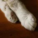 KatPawz