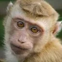 Spocone Małpy 🐵 SMF