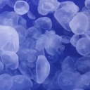 𝐇𝐲𝐬𝐭𝐞𝐫𝐢𝐚 🫧 ᴬʳᵗ ᶜᵒᵐᵐᵘⁿⁱᵗʸ