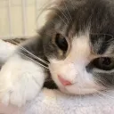 ✩ cat shelter's icon