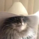 meow's mix