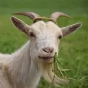 Goat's Pen
