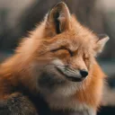 Foxessssssssssssssss