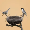 nest