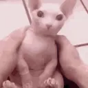 Meow Shop