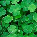 Clover Patch