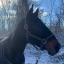 Adult Ammy Equestrians