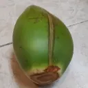 Cocanut server