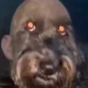 Binganation🐈's icon