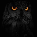 the hollow🦉🫡☕