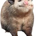 possum emojis Discord Server Icon