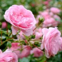 Enchantress's Rose Garden