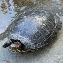 Boox Death Turtles