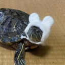 Boox's Turtles Discord server icon