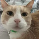 blobs YT @imbloob Discord Server Icon