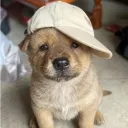 puppy girl supremacy