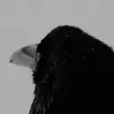 𝑨𝑵𝑻𝑰-𝑯𝑬𝑳𝑳