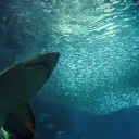 まめ