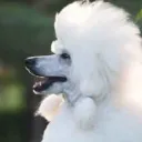 🐩 Furry Dog Groomers Club✂