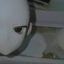 robubies