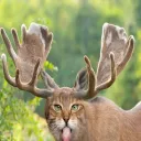 Graffiti rebel Discord Server Icon