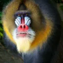Gold Baboons