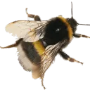 The Hive