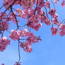 BLOSSOM — мониторинг Discord сервера, статистика и рейтинг