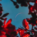 Chaotic Nights's icon