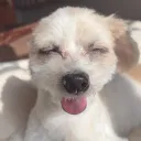ヨシノのサーバー