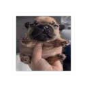 Mini Pug