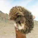 Kirpi Mangal Ekip (KME) Discord Server Icon