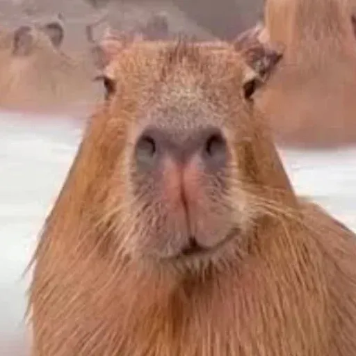 Capybara's Place い Emotes い Chatting い Social — Дискорд Сервер