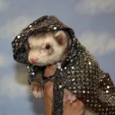 GhostFerretGaming