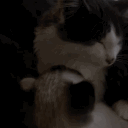 catto Discord server icon