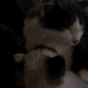 catto Discord Server Icon