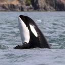 The Orca Appreciation Club!