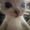 NaniaLAND Discord Server Icon