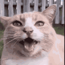 Plethora of Discord Cat Memes