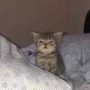 Cat meow meow