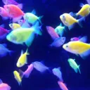 The Mellow Sparrow Discord Server Icon