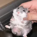 qcc hamster was here
